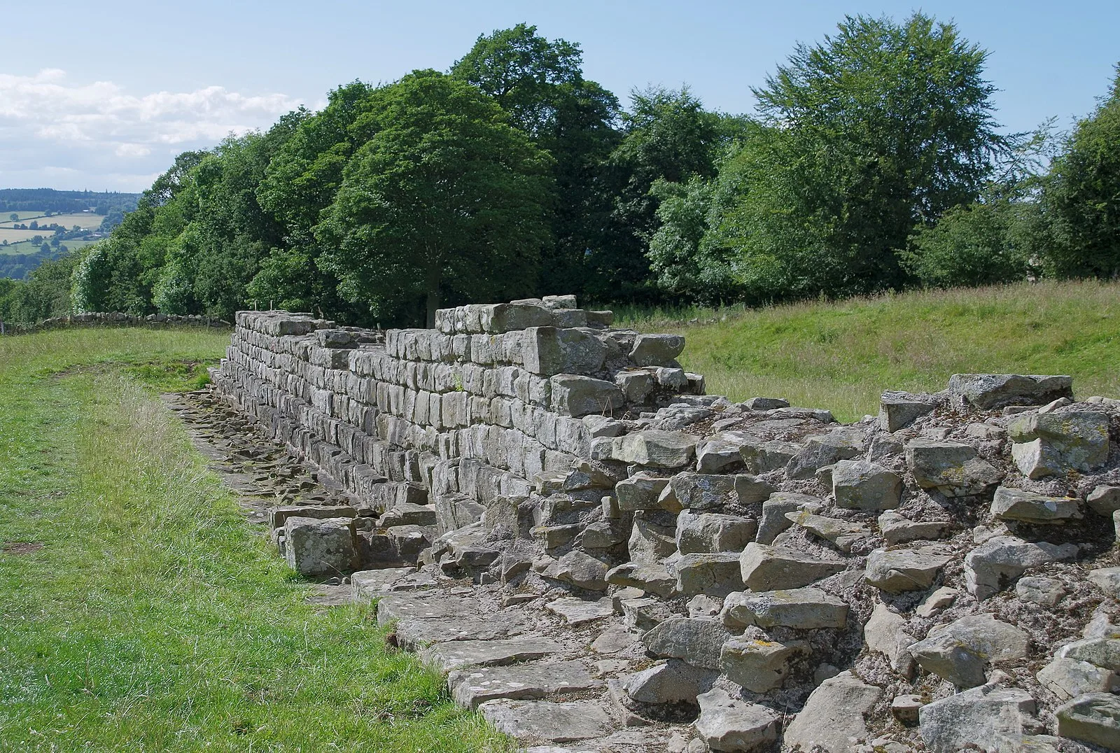 Planetrees - Hadrian's Wall Section